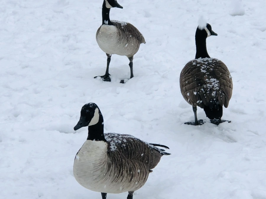 IMG_4193.jpg?type=w966