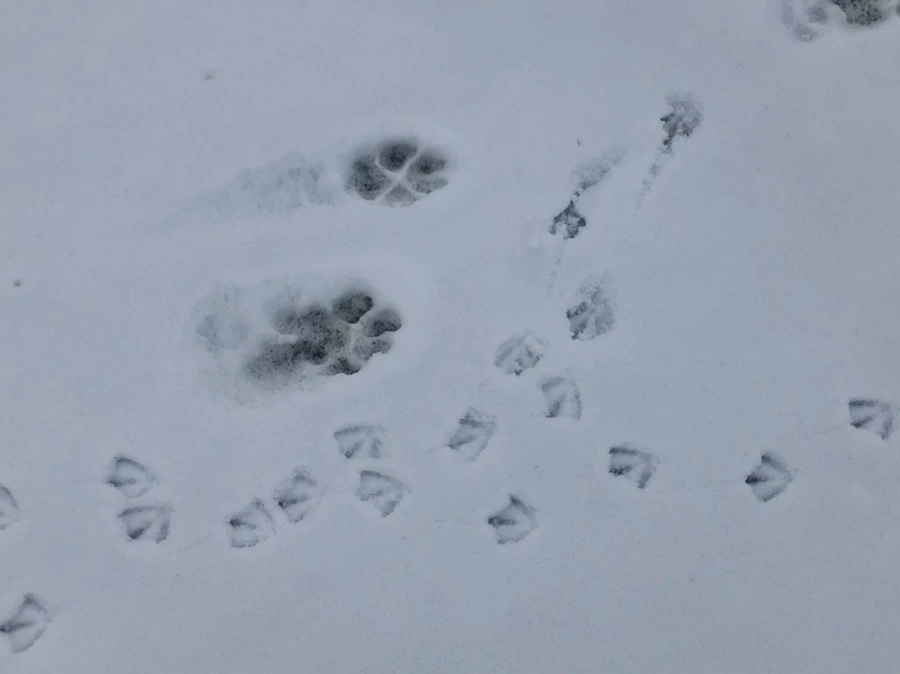 IMG_2581.jpg?type=w966