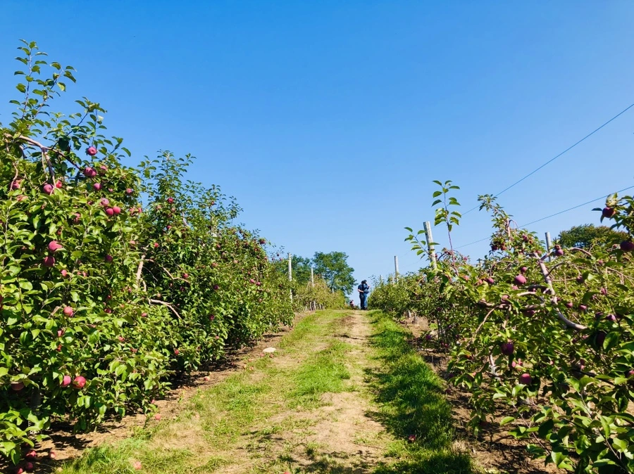 IMG_0715.jpg?type=w966