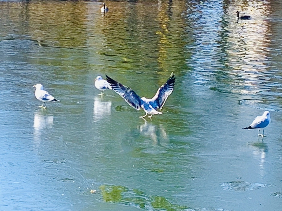 IMG_9073.jpg?type=w966