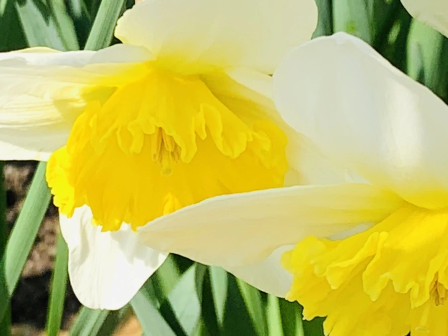 IMG_4170.jpg?type=w966