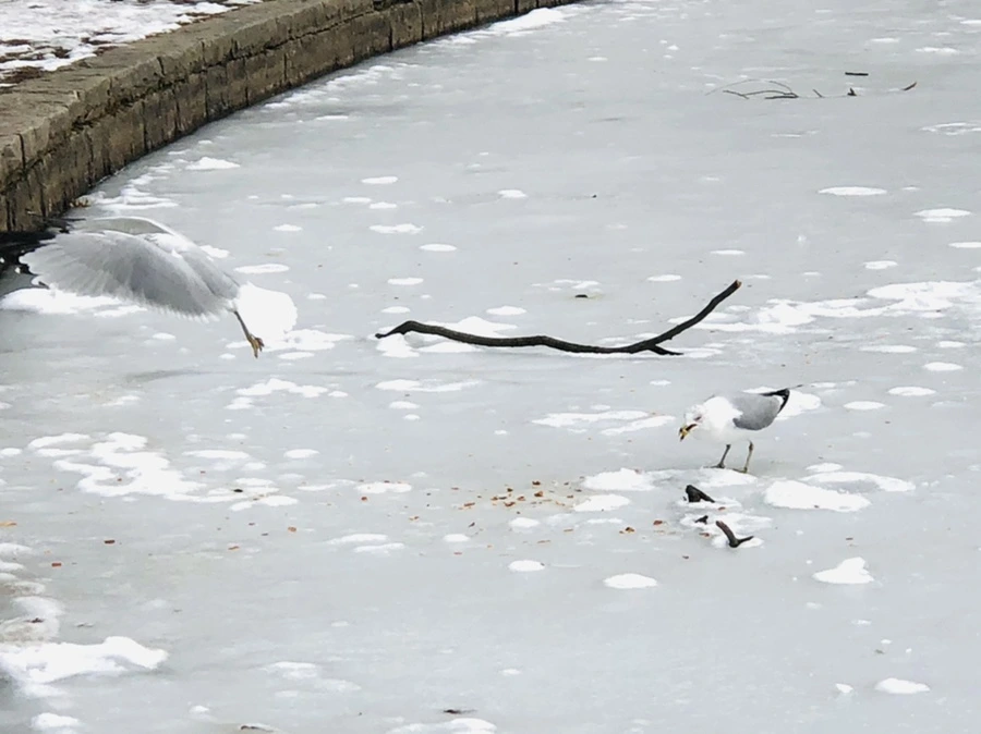 IMG_2471.jpg?type=w966