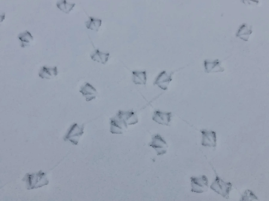 IMG_2532.jpg?type=w966