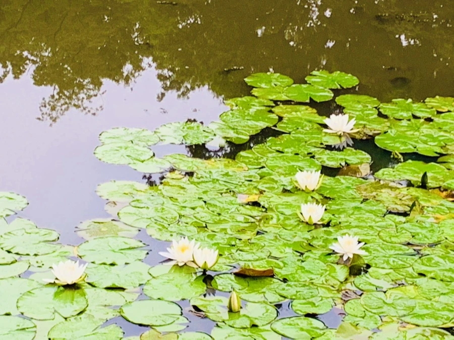 IMG_4620.jpg?type=w966