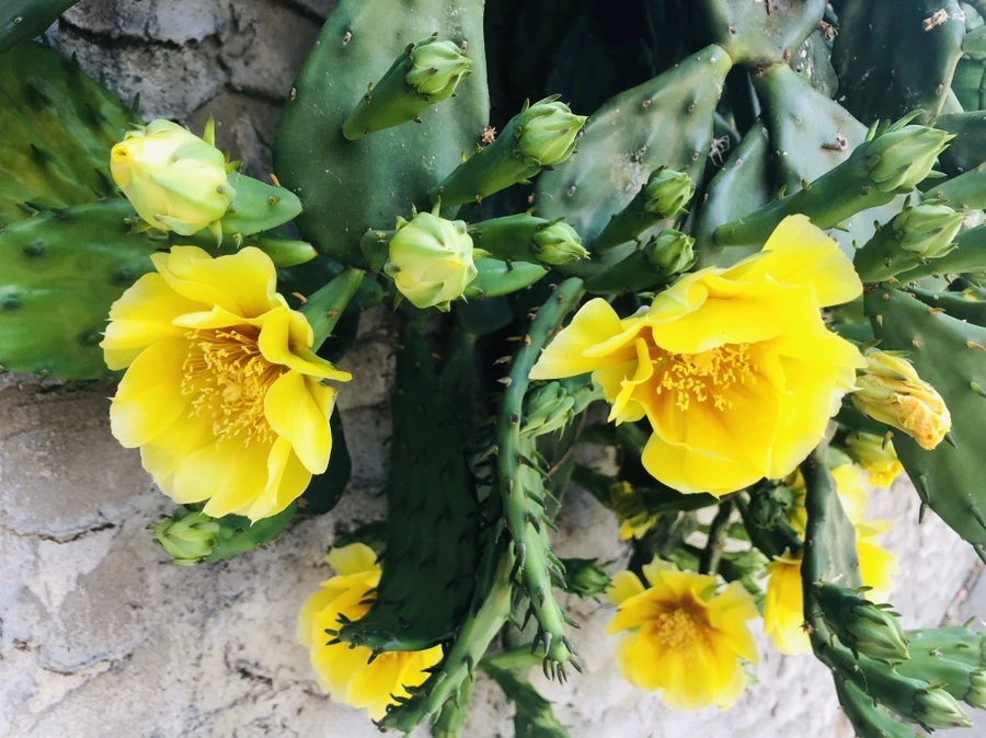 IMG_9806.jpg?type=w966