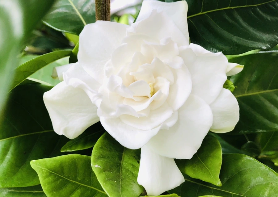 IMG_1290.jpg?type=w966