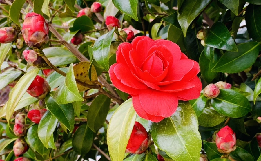 IMG_5915.jpg?type=w966