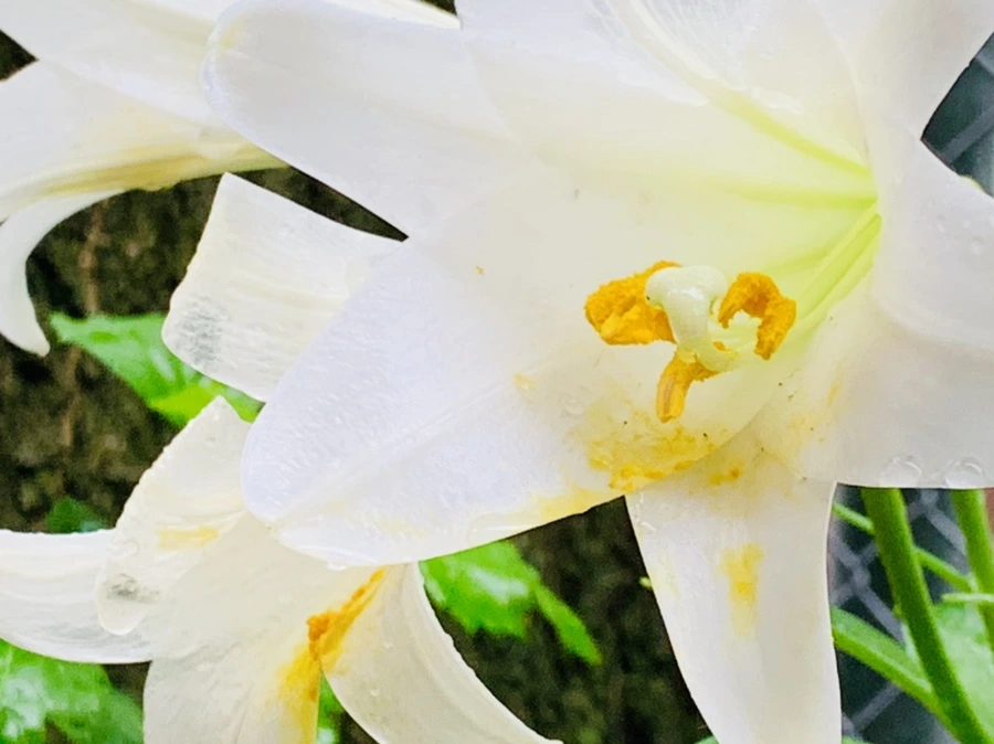 IMG_0100.jpg?type=w966