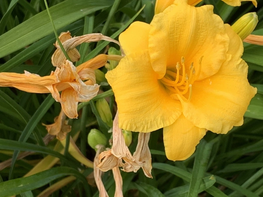 IMG_6021.jpg?type=w966