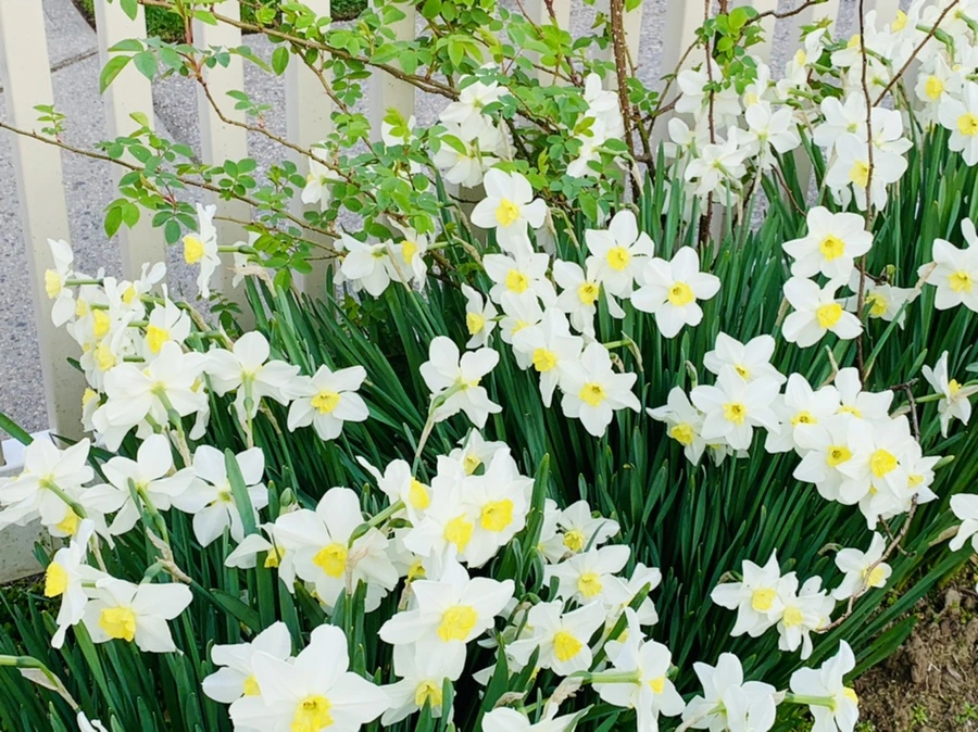 IMG_3598.jpg?type=w966