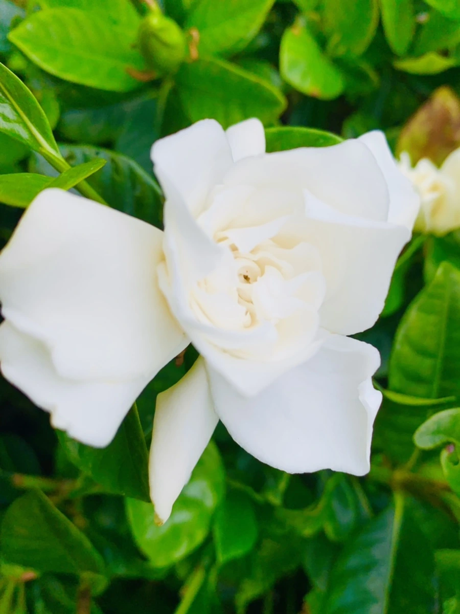 IMG_5389.jpg?type=w966