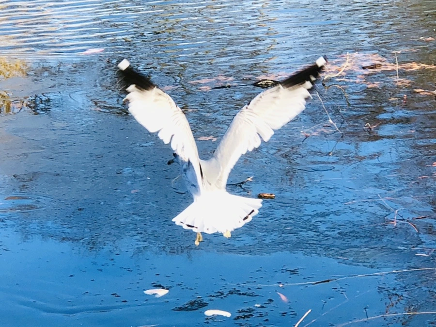 IMG_0505.jpg?type=w966