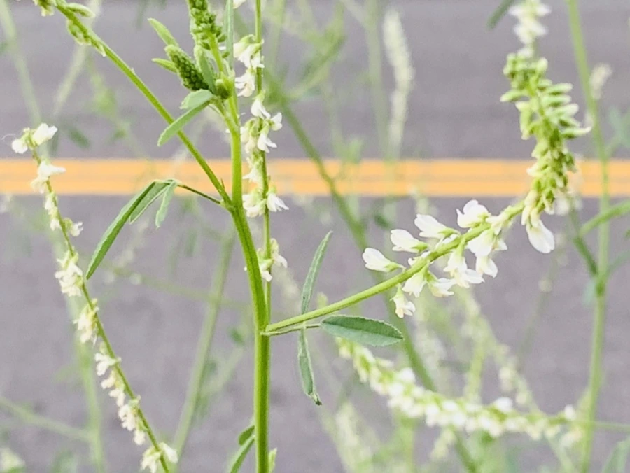 IMG_5899.jpg?type=w966