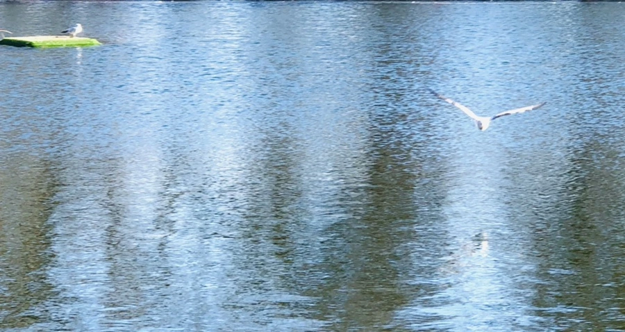 IMG_1324.jpg?type=w966