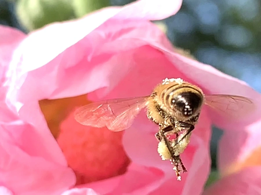 IMG_3853.jpg?type=w966