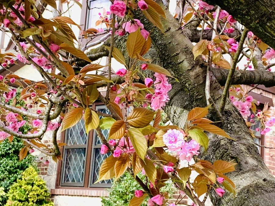 IMG_4357.jpg?type=w966