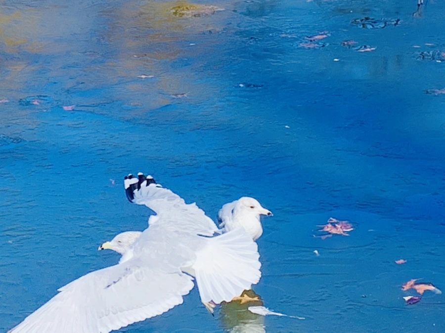 IMG_8327.jpg?type=w966