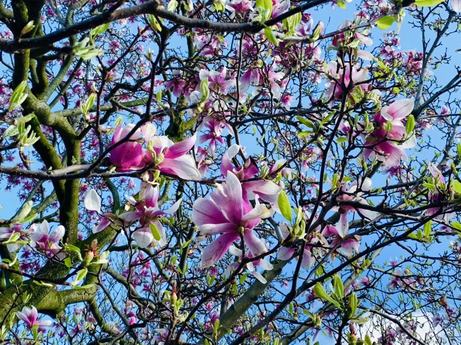 IMG_2693.jpg?type=w966