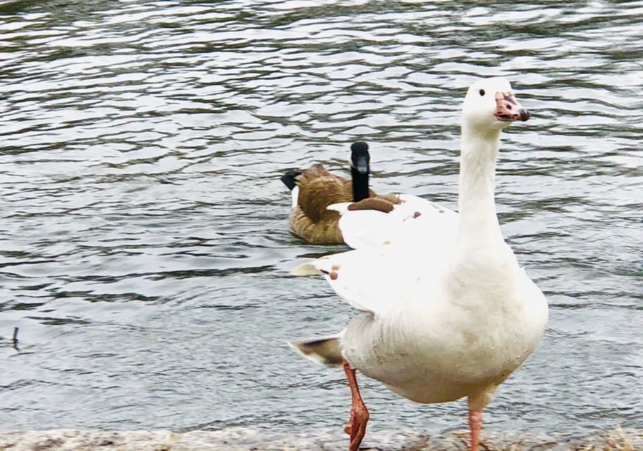 IMG_5804.jpg?type=w966