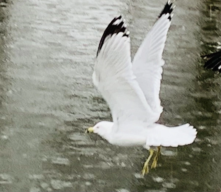 IMG_2134.jpg?type=w966