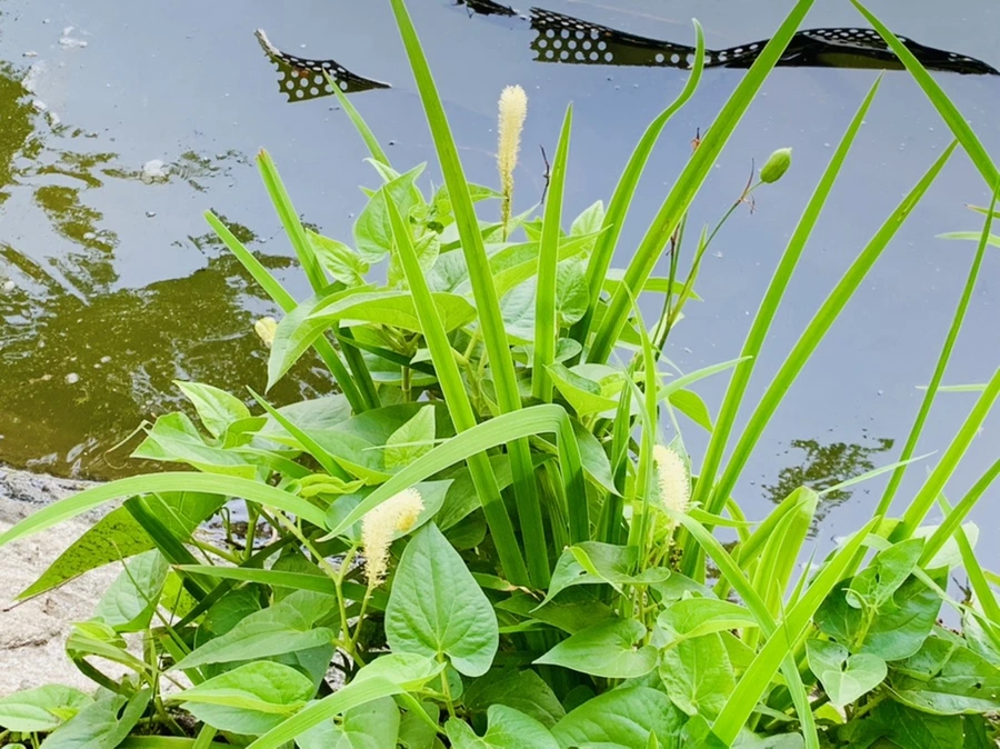 IMG_1751.jpg?type=w966