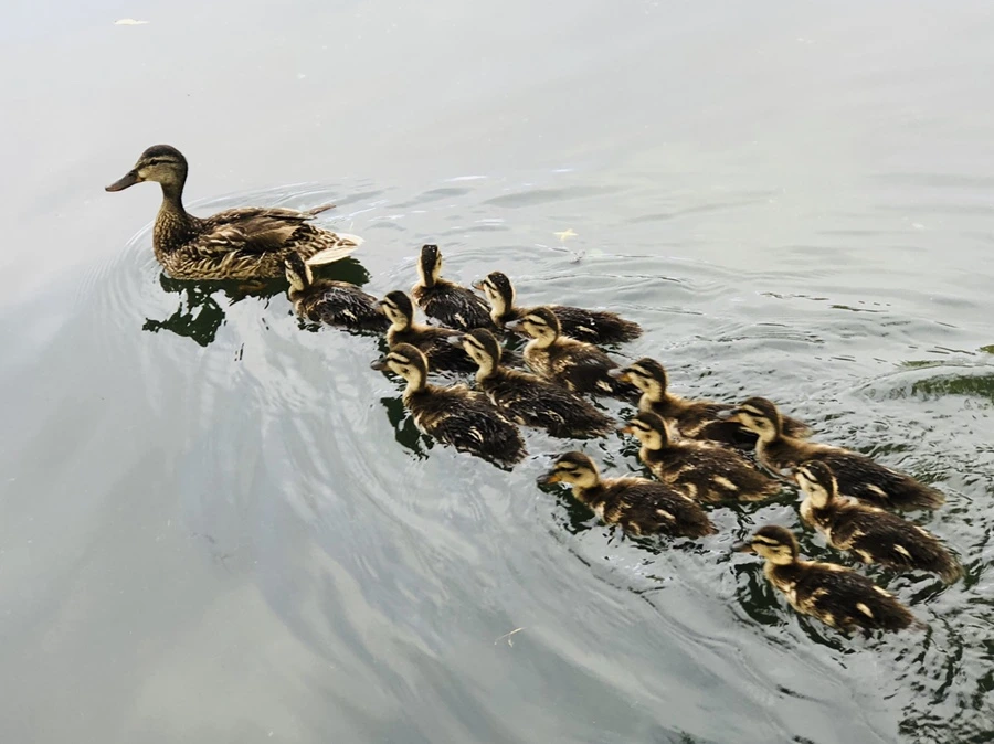 IMG_3135.jpg?type=w966