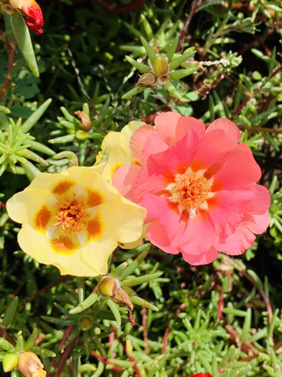 IMG_6667.jpg?type=w966