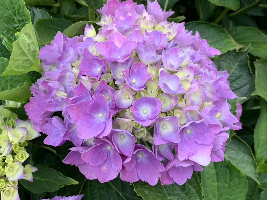 IMG_5579.jpg?type=w966