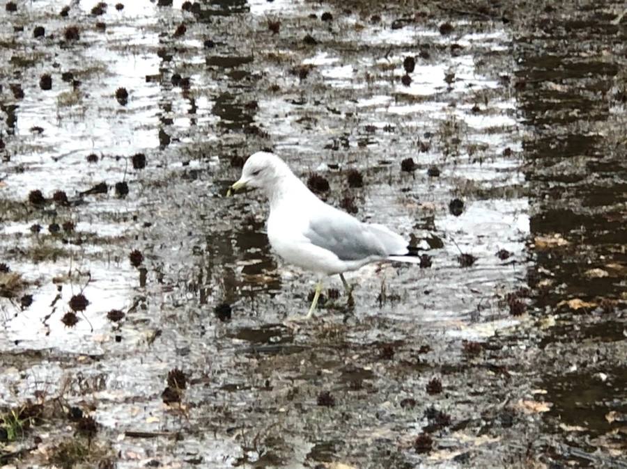 IMG_5694.jpg?type=w966