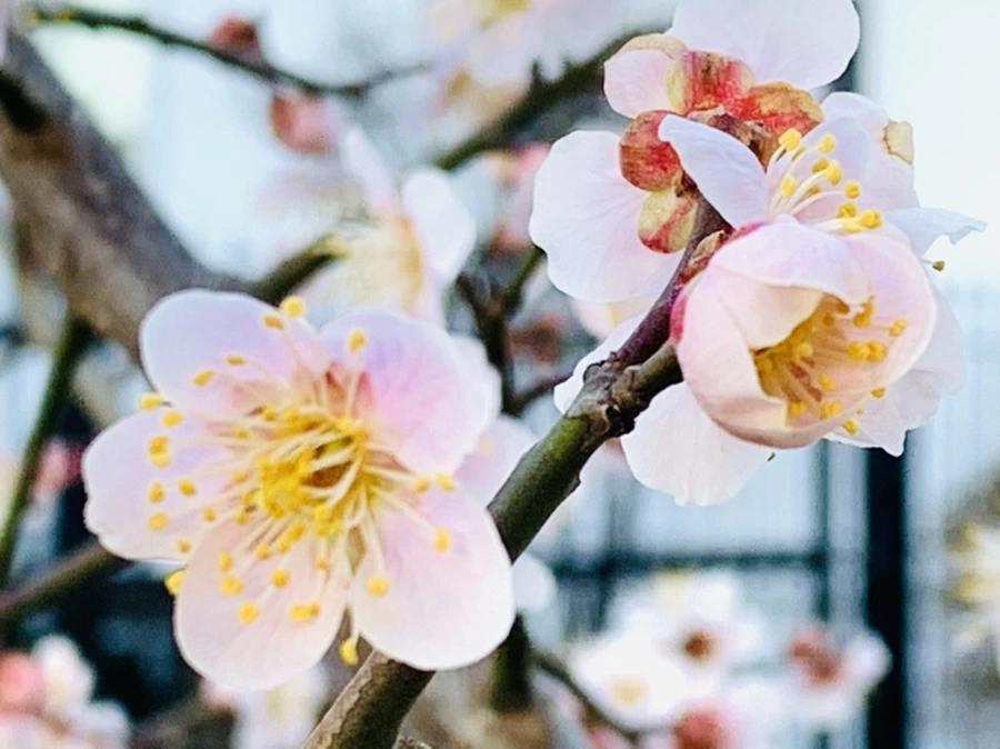 IMG_0874.jpg?type=w966