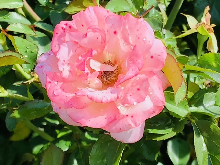 IMG_8460.jpg?type=w966