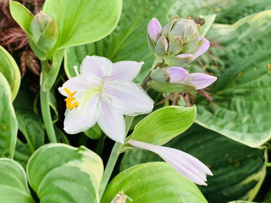 IMG_5725.jpg?type=w966