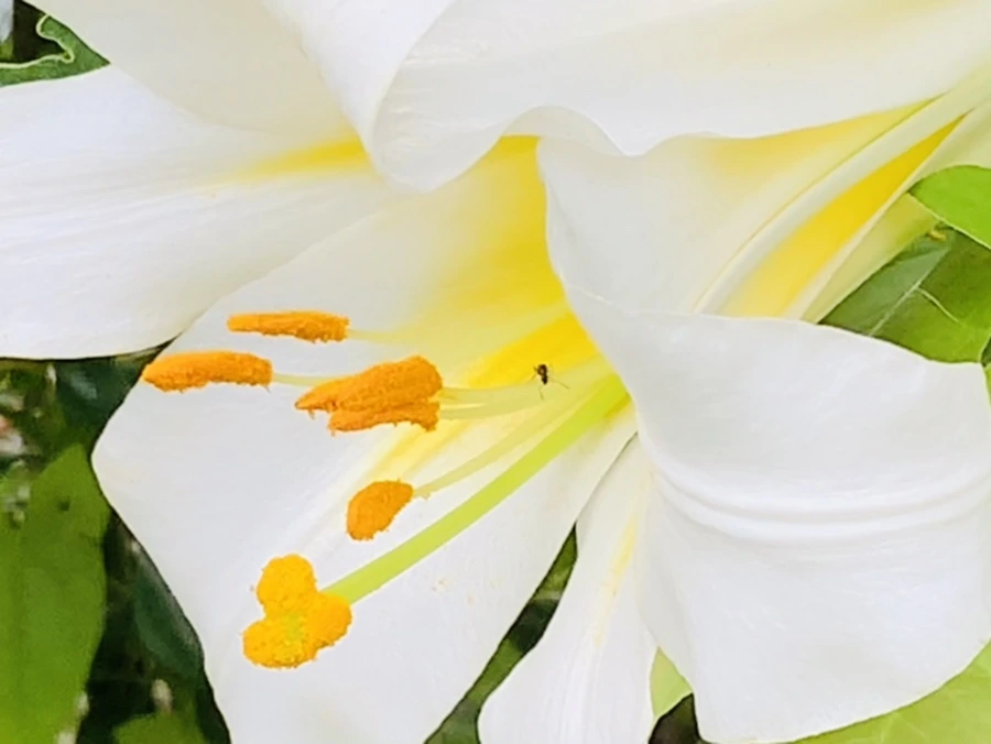 IMG_5648.jpg?type=w966