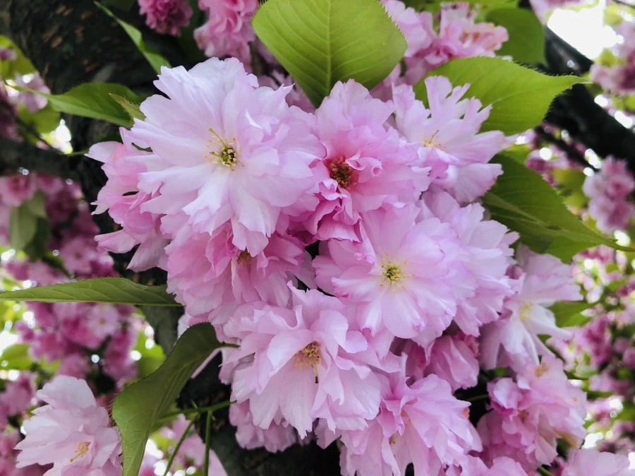 IMG_4079.jpg?type=w966