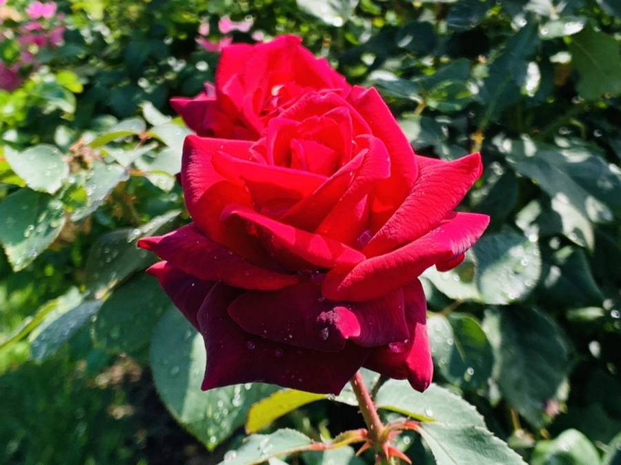 IMG_8399.jpg?type=w966