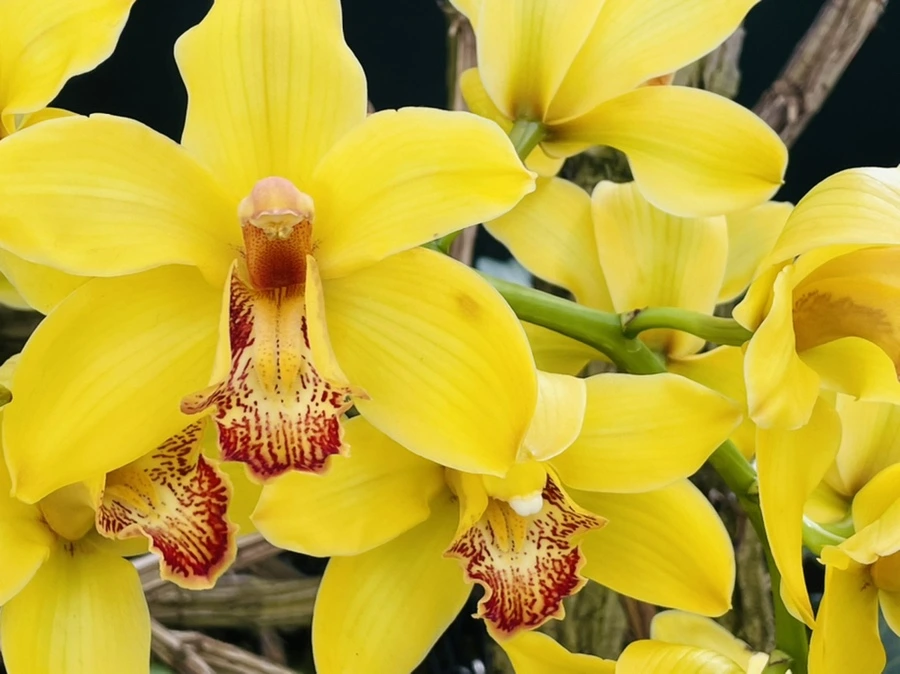 IMG_4458.jpg?type=w966