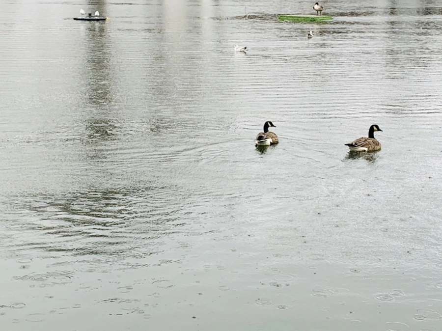 IMG_2126.jpg?type=w966