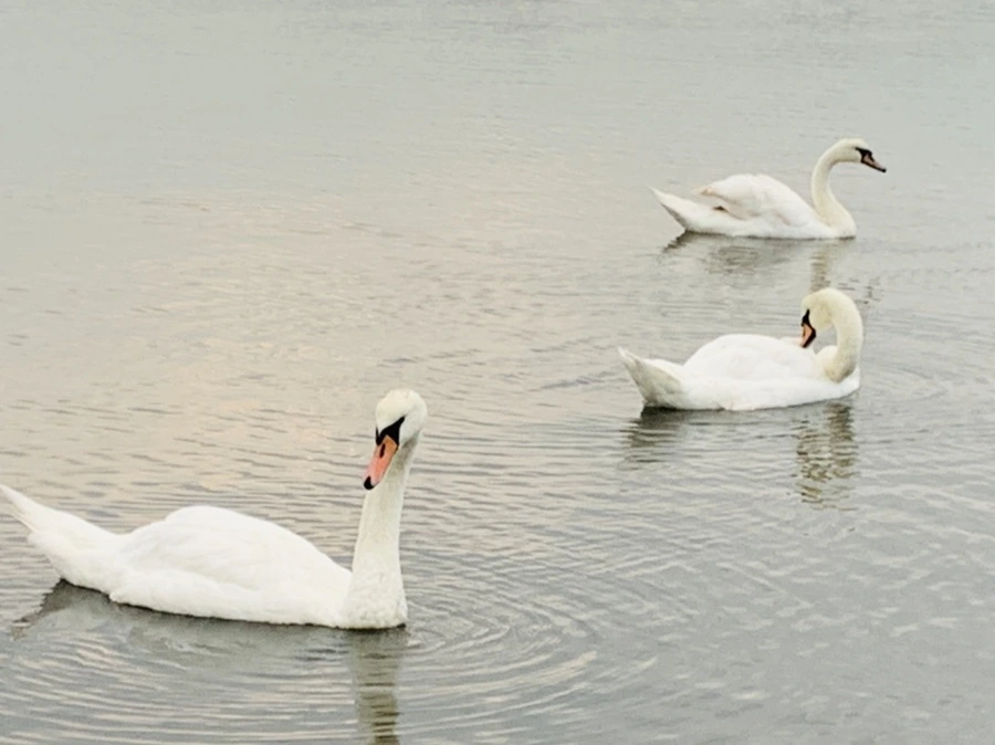 IMG_0327.jpg?type=w966