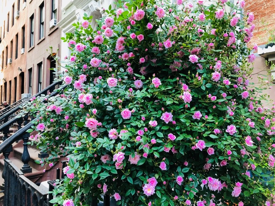 IMG_6259.jpg?type=w966