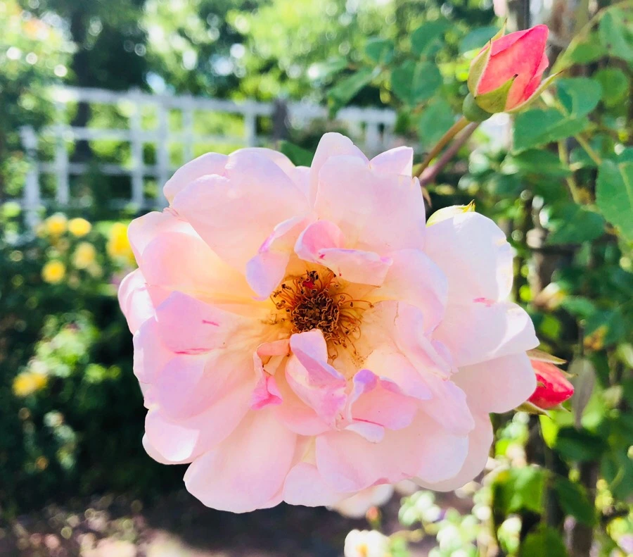 IMG_7826.jpg?type=w966