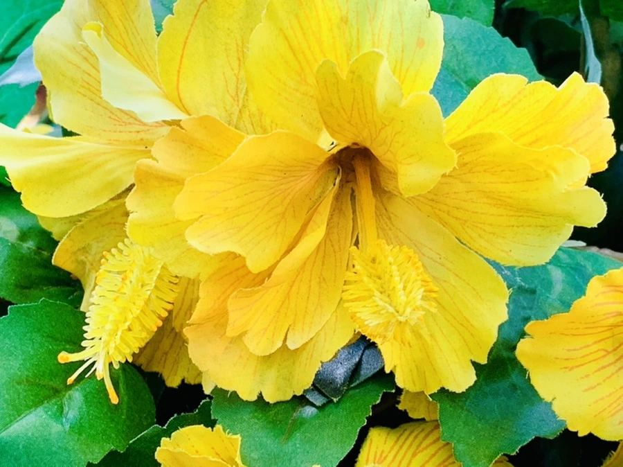 IMG_0397.jpg?type=w966