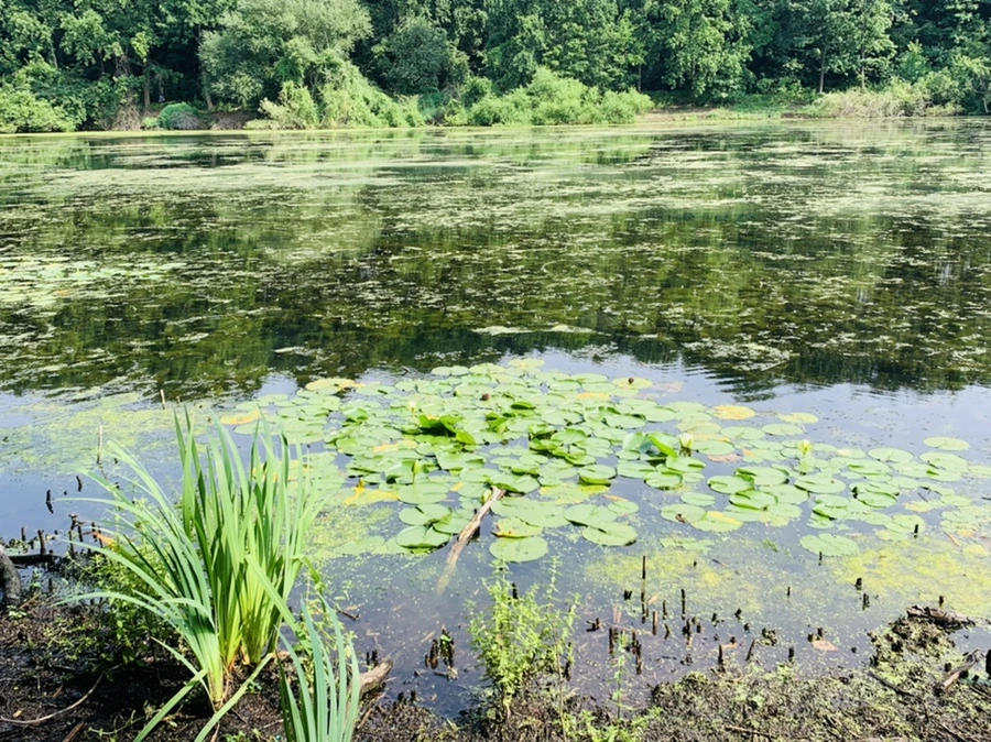 IMG_1217.jpg?type=w966