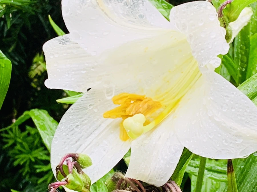 IMG_0115.jpg?type=w966