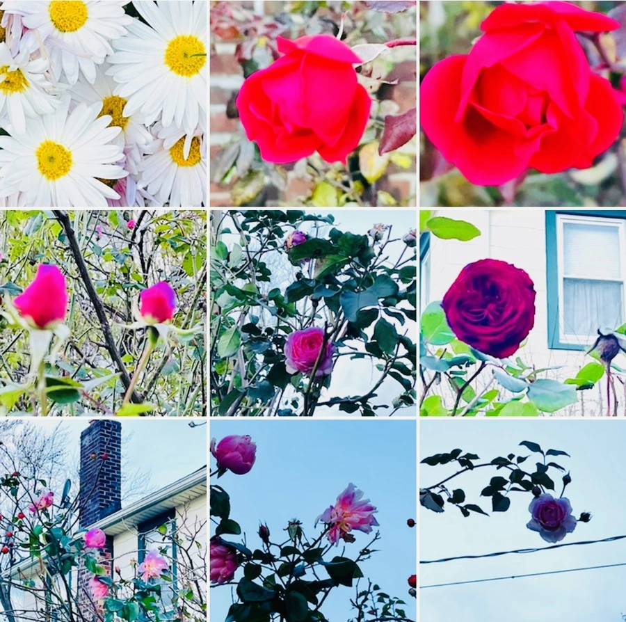 IMG_6810.jpg?type=w966