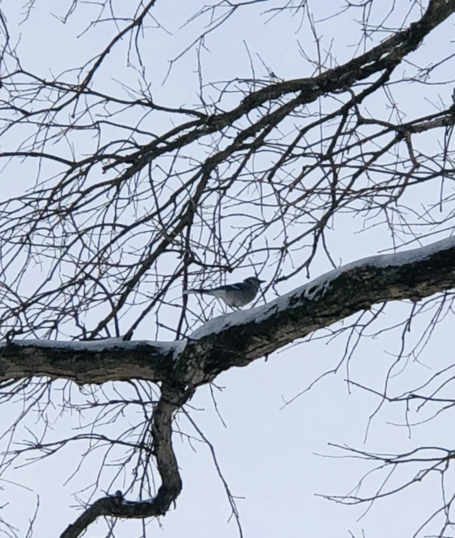 IMG_9477.jpg?type=w966