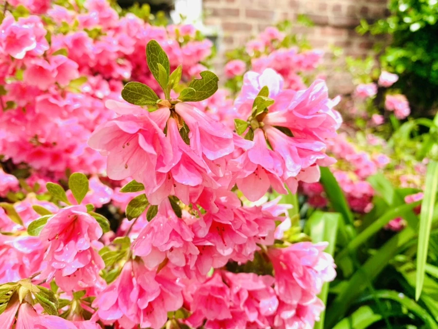 IMG_9524.jpg?type=w966