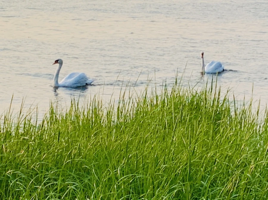 IMG_3716.jpg?type=w966