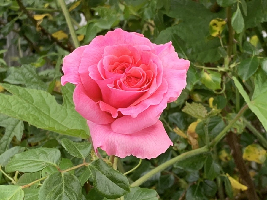 IMG_4878.jpg?type=w966