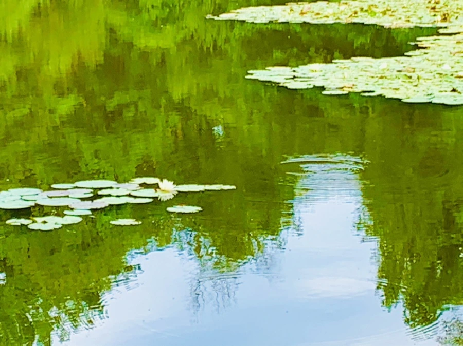 IMG_5151.jpg?type=w966