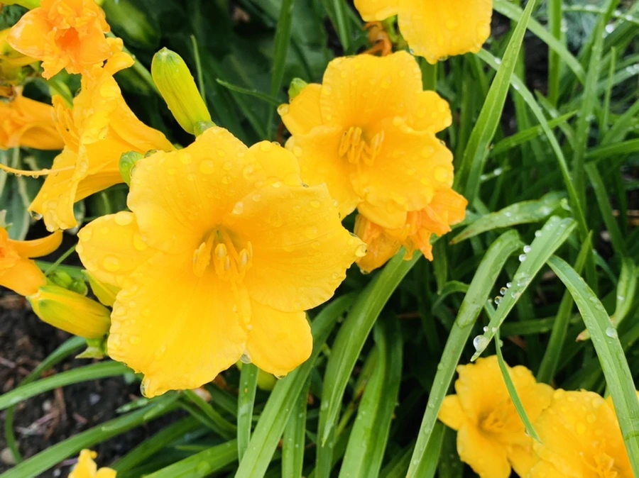 IMG_2665.jpg?type=w966